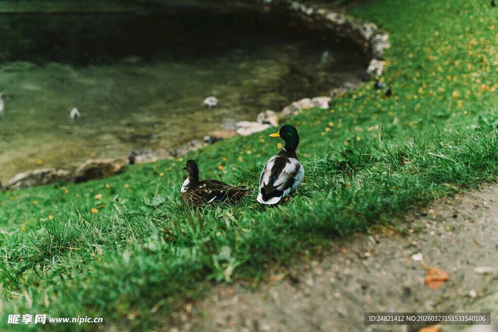 草地上的鸭子