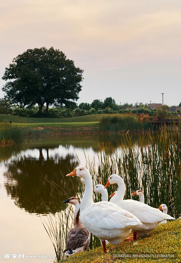 湖畔白鹅悠享宁静时光