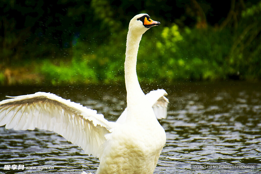 天鹅于水中展翅