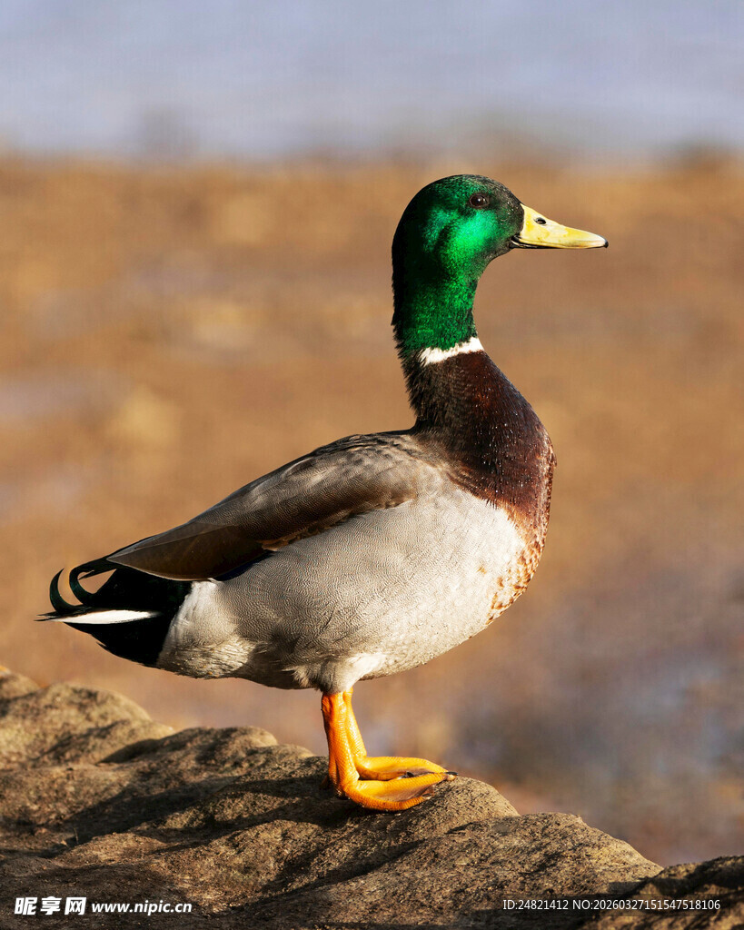 绿头鸭岸边独立