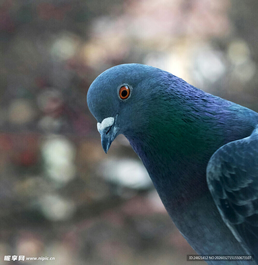 灰蓝鸽子特写