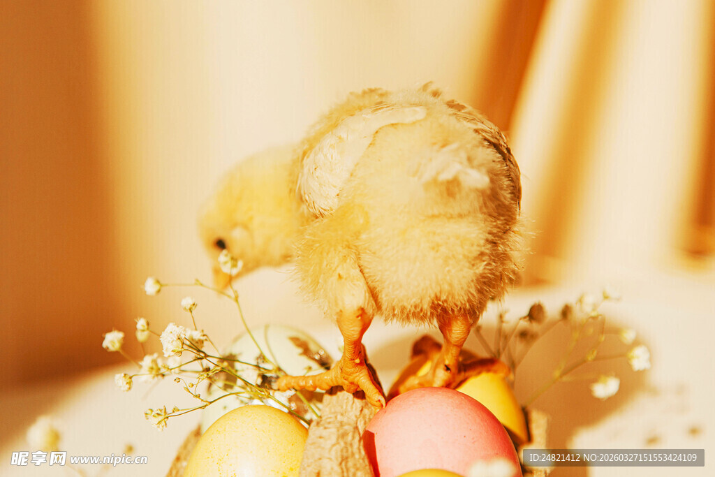 手托小黄鸡的温馨瞬间