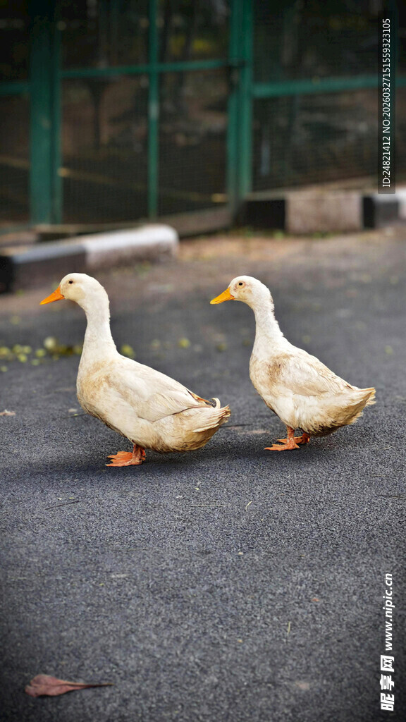 路上行走的两只白鹅