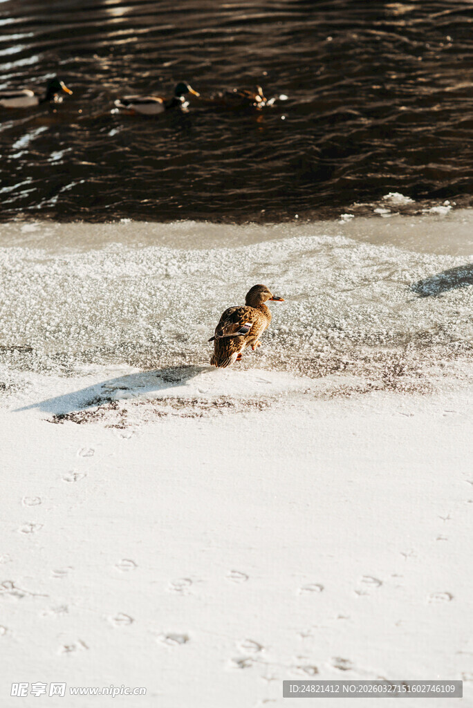 雪地中觅食的可爱小鸭子