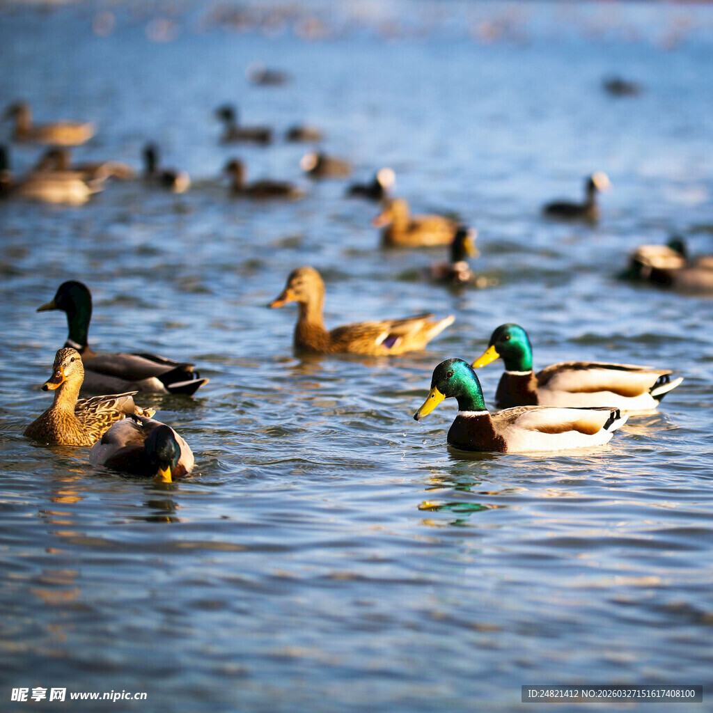 湖面上嬉戏的一群野鸭