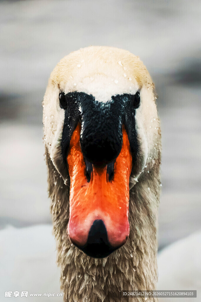 天鹅特写