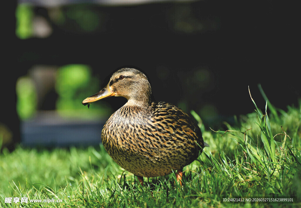 草地上的一只野鸭