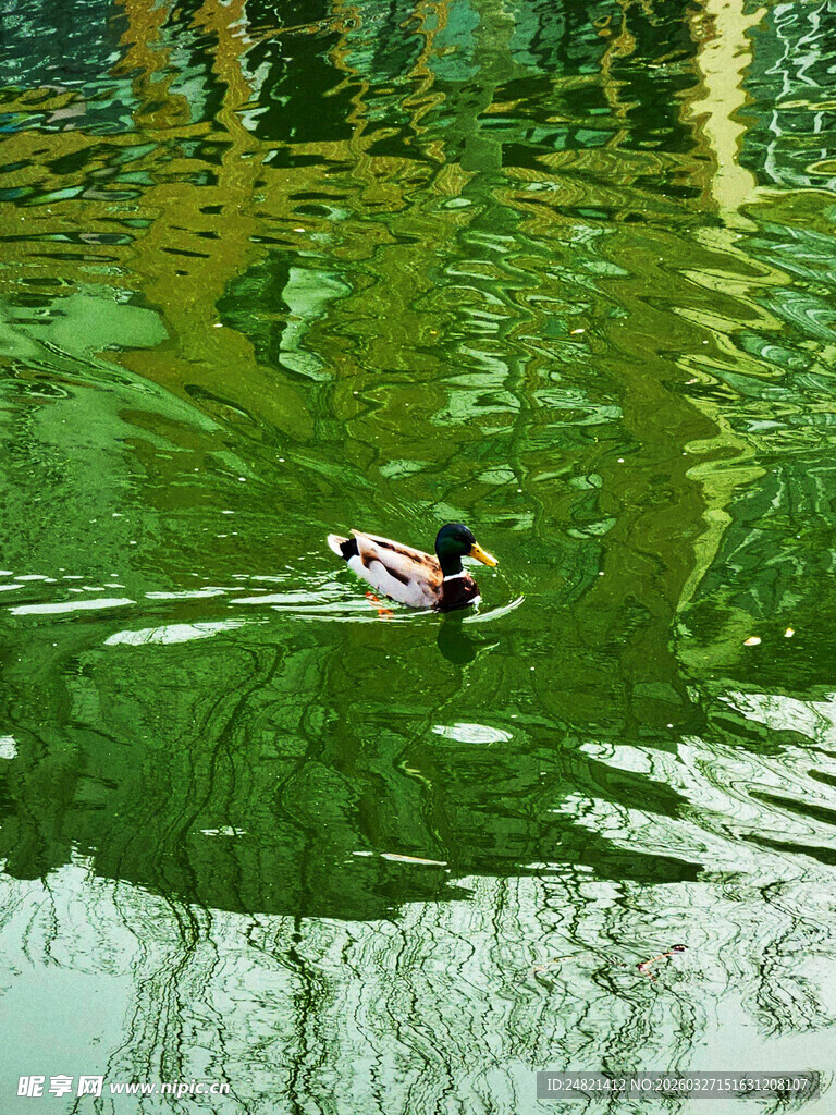 水中游弋的鸭子