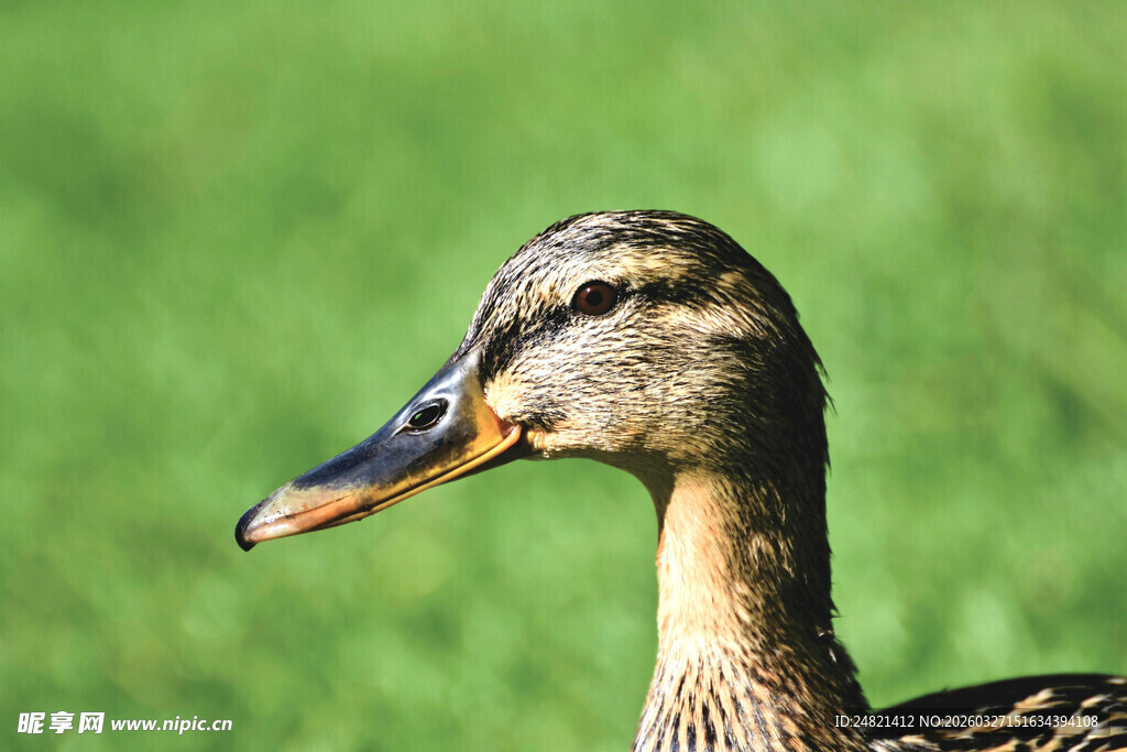 一只优雅的野鸭