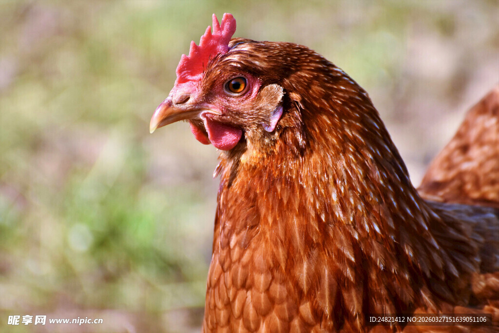 红羽母鸡特写
