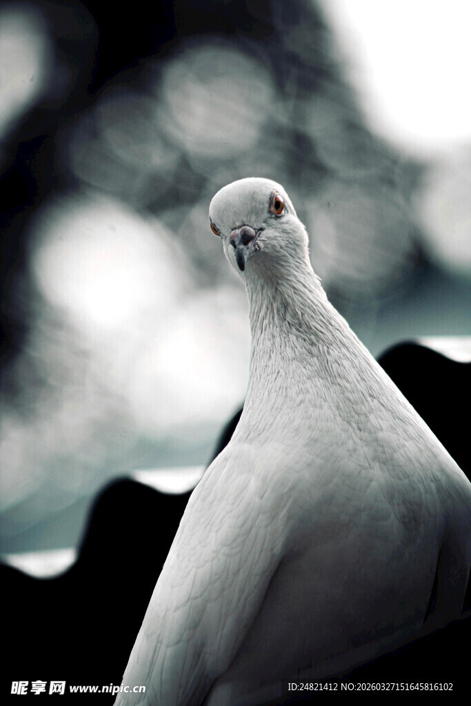 优雅白鸽特写