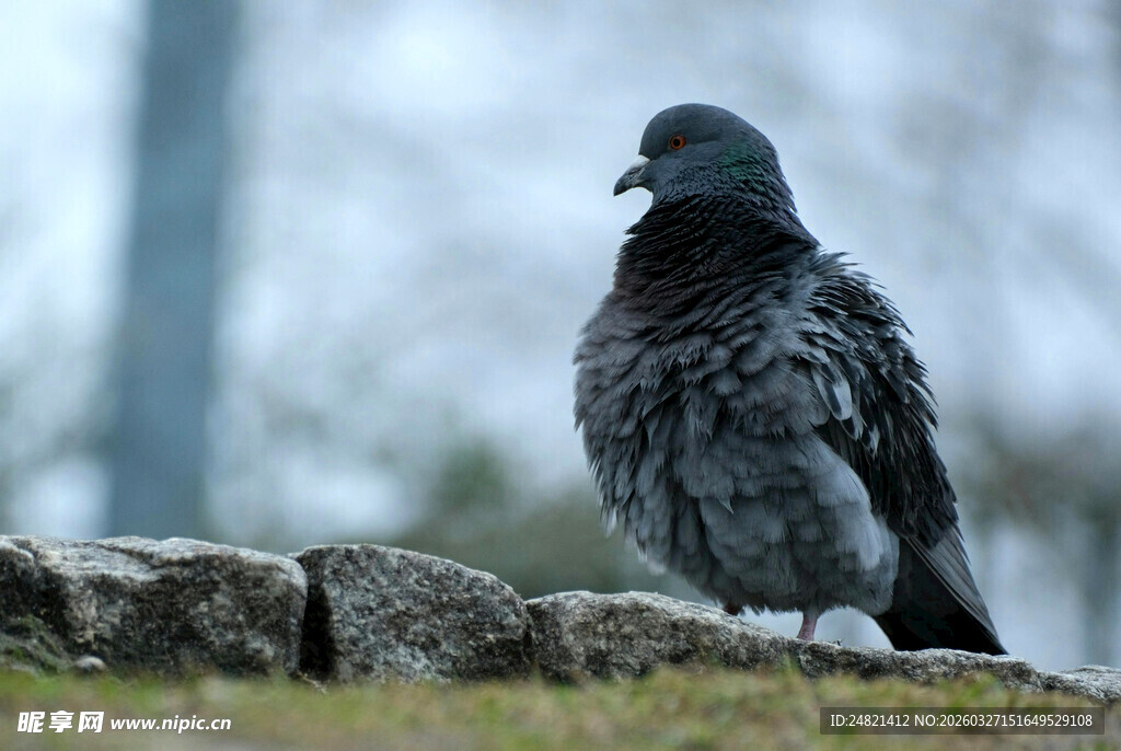 岩石上的灰黑色鸽子
