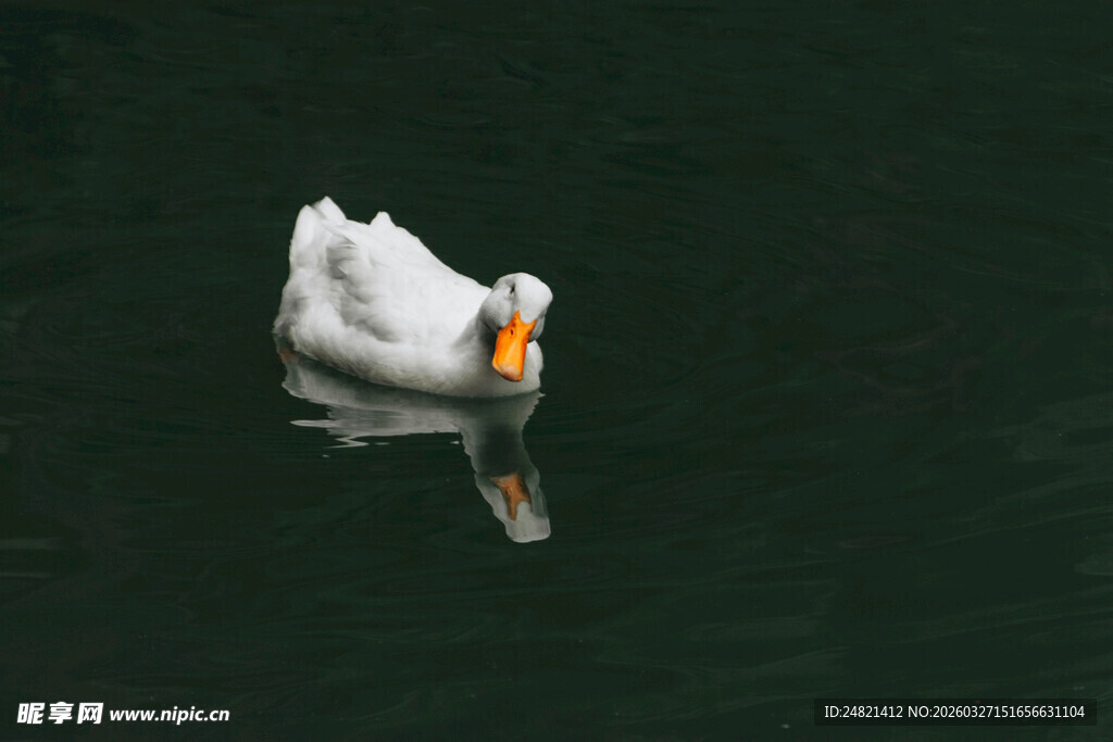 水中白鹅悠然自得