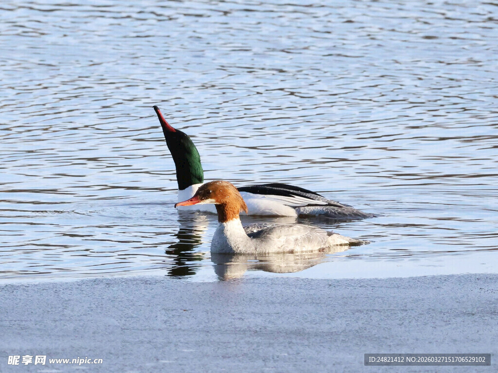 水中嬉戏的两只秋沙鸭