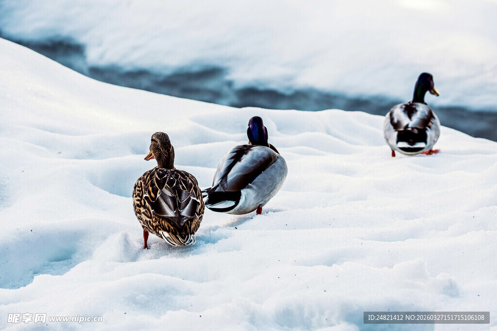 雪地中的几只企鹅