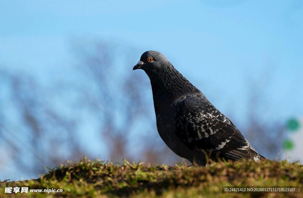 草地上的黑鸽子