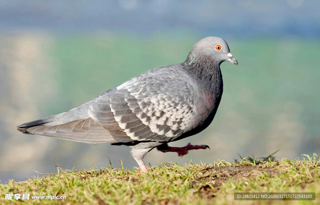 灰羽鸽子立于绿草丛中