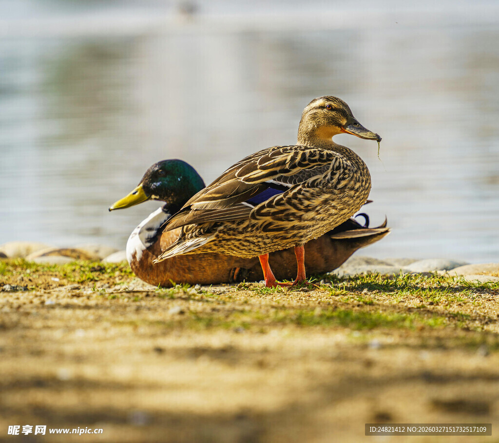 岸边休憩的两只野鸭
