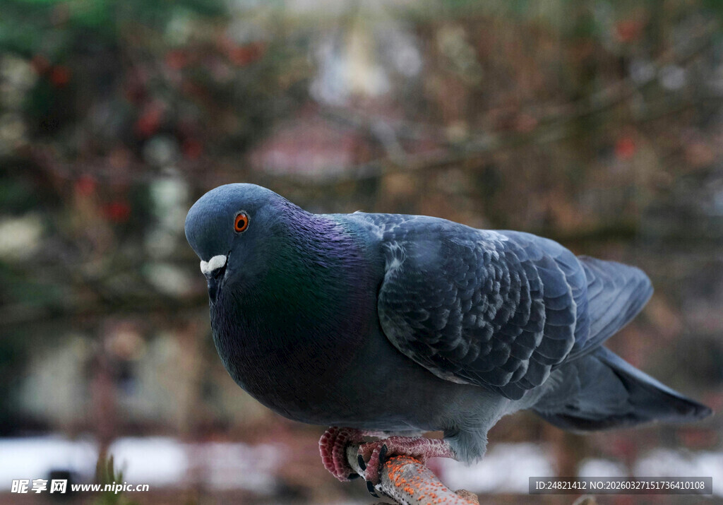 站在枝头的灰黑色鸽子