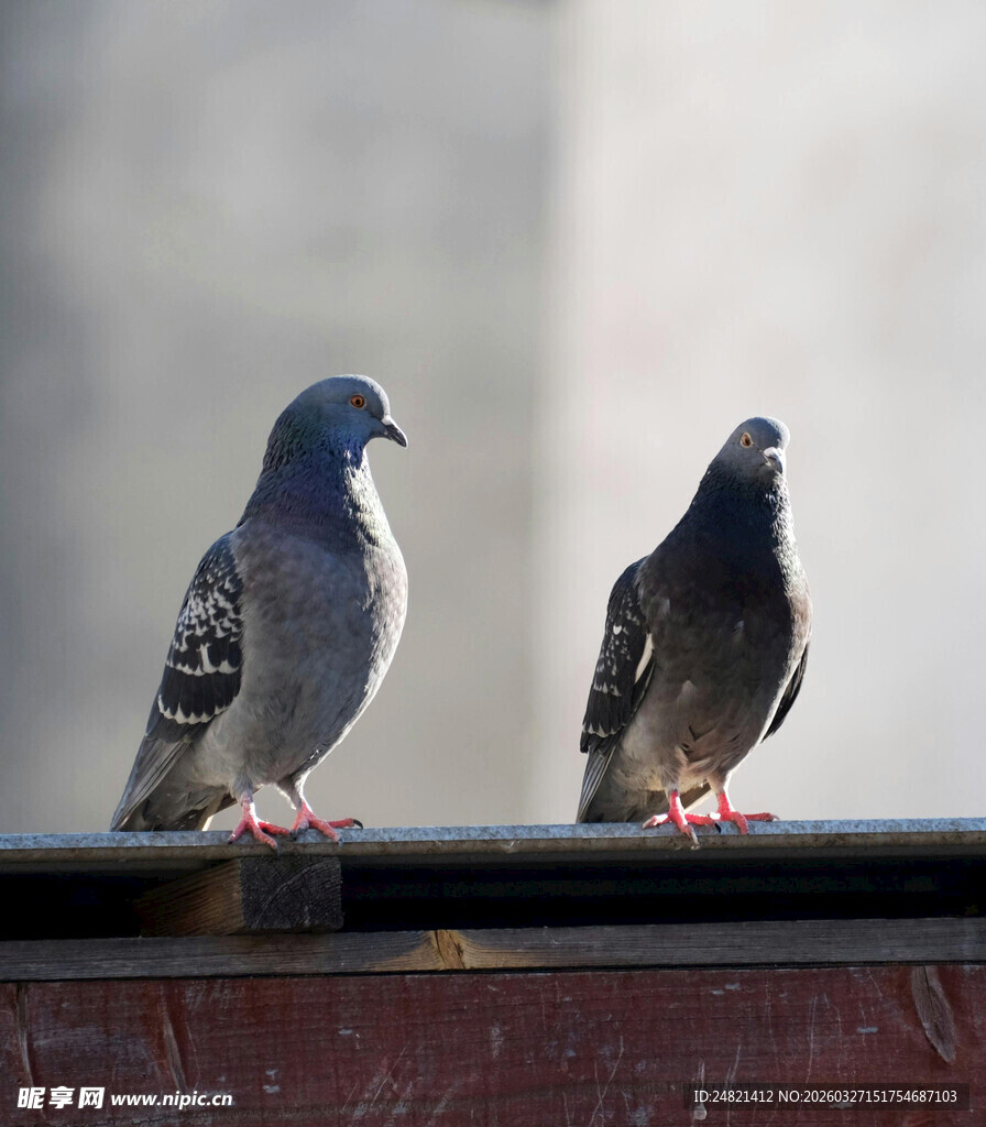 双鸽立于栏杆上