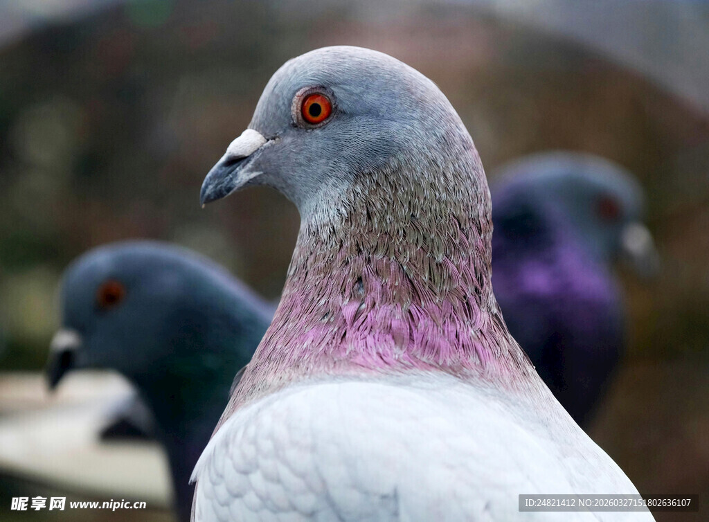 灰白鸽子特写