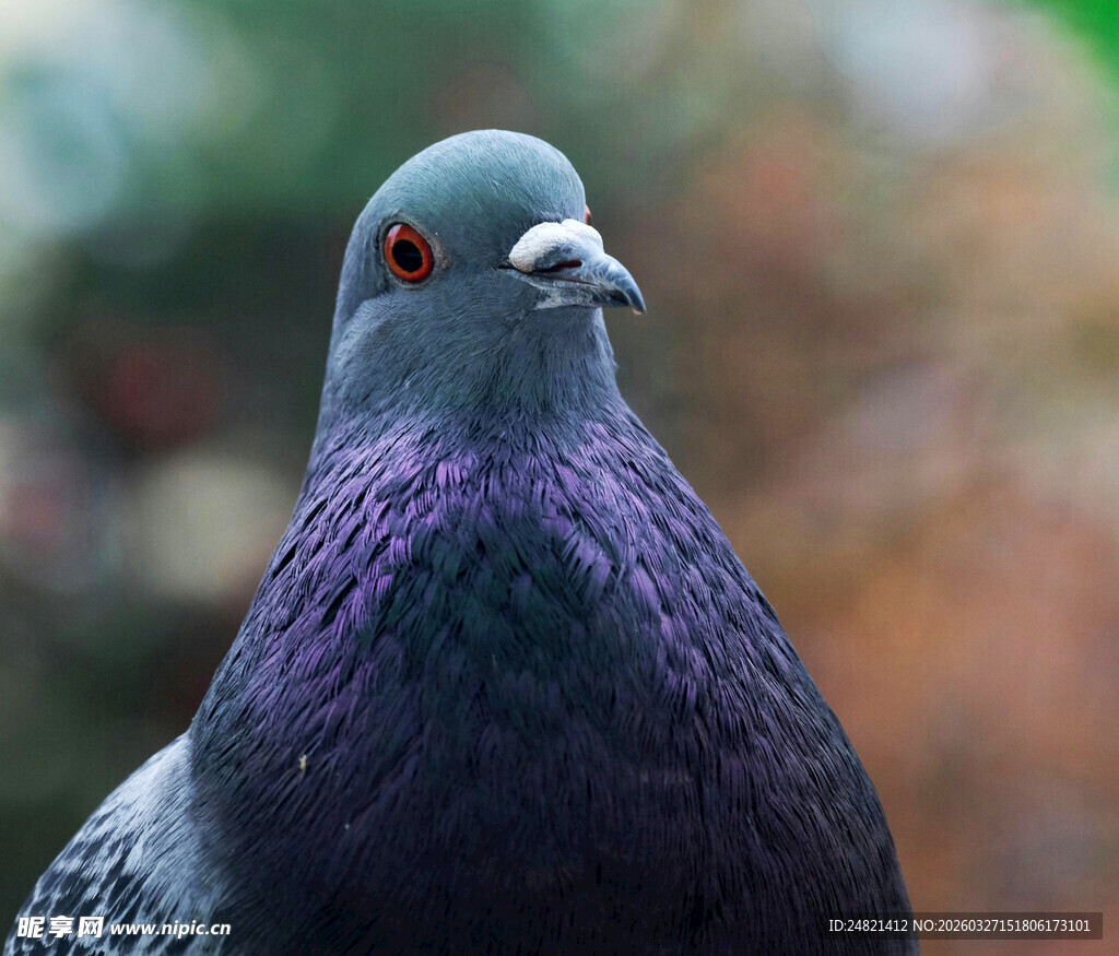灰紫色鸽子特写