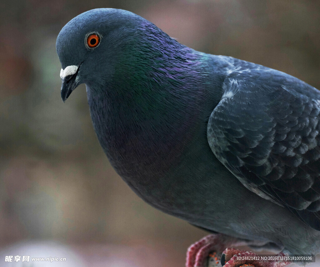 灰羽红爪鸽子特写