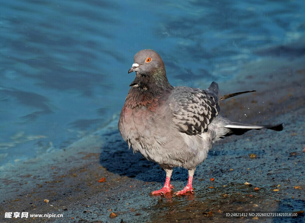水边站立的灰鸽子
