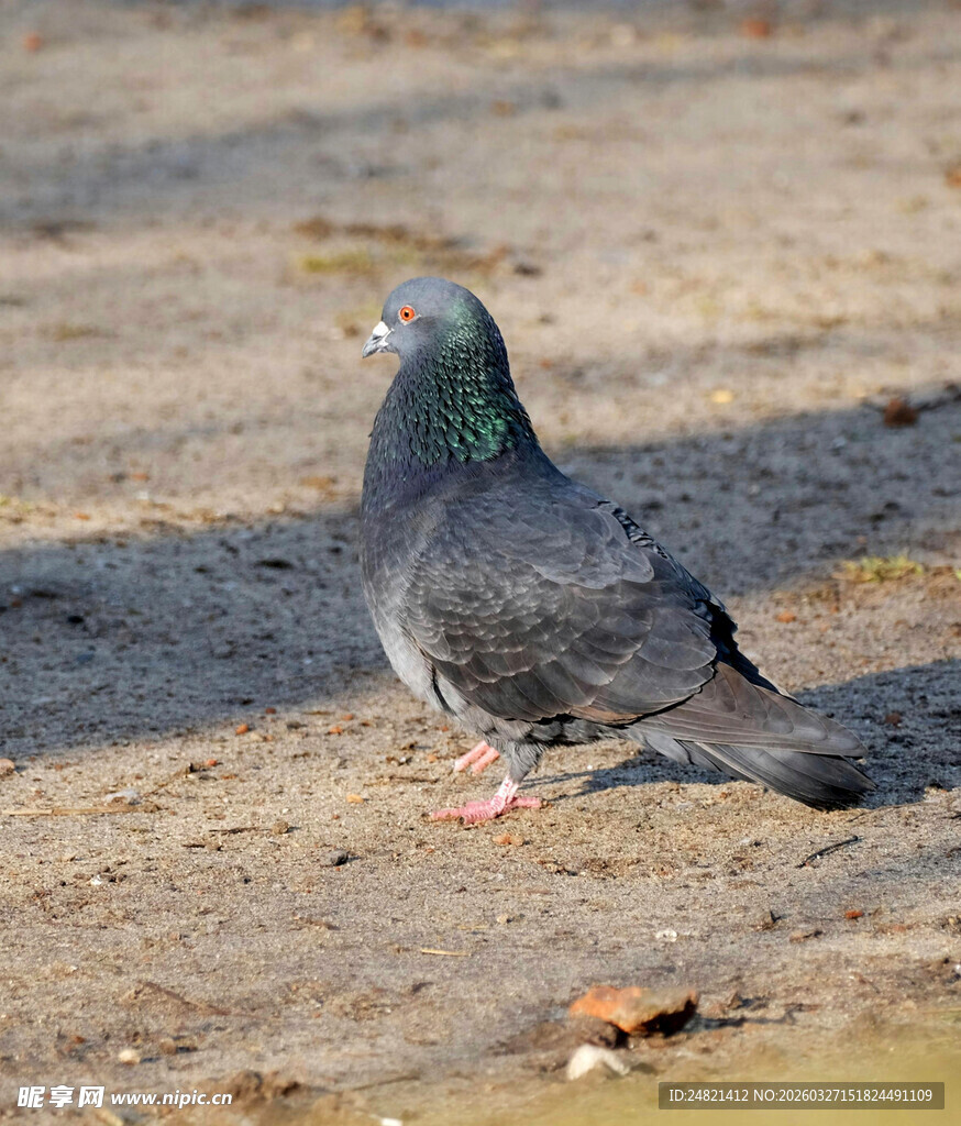 灰鸽子立于地面