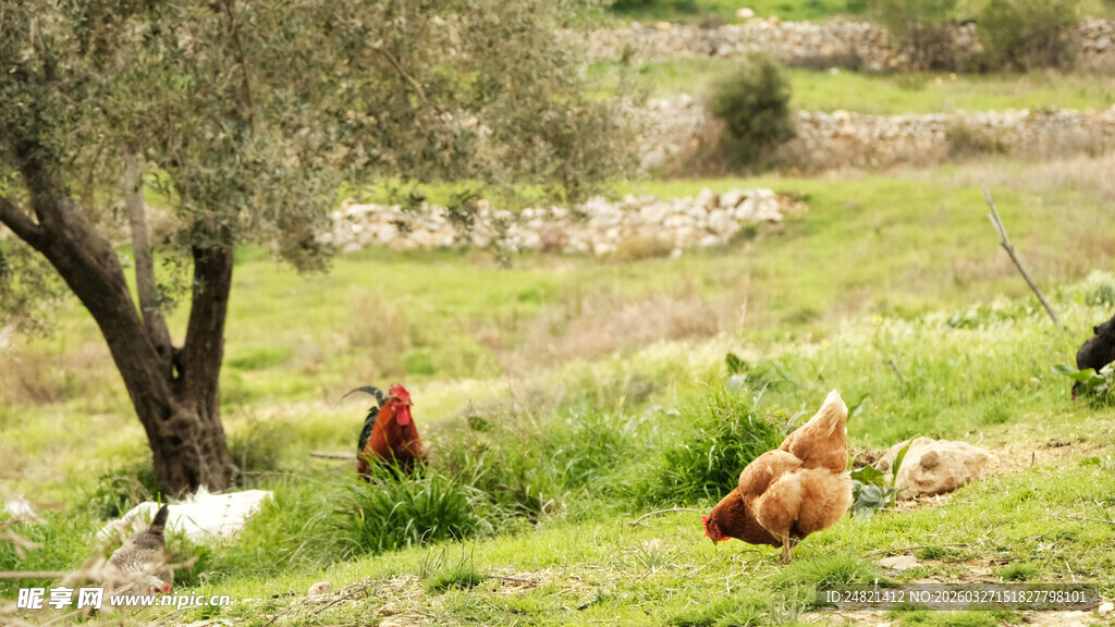 田园中悠闲的鸡群