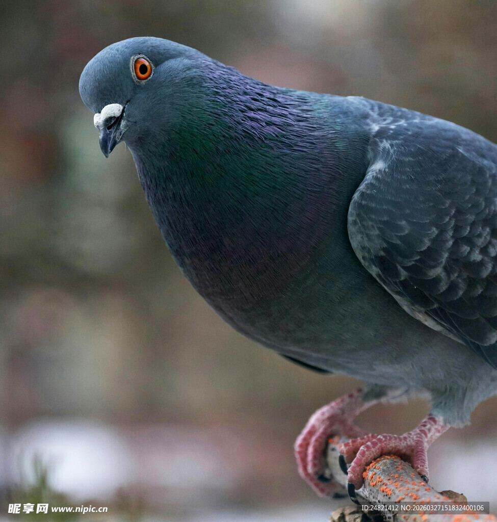 灰羽鸽子特写