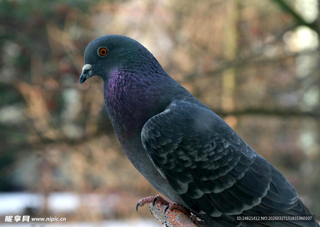站在枝头的灰紫色鸽子