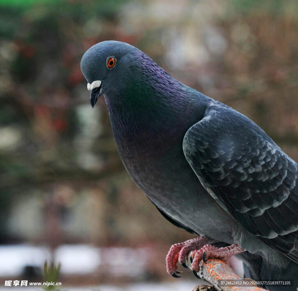 灰羽鸽子立于栏杆