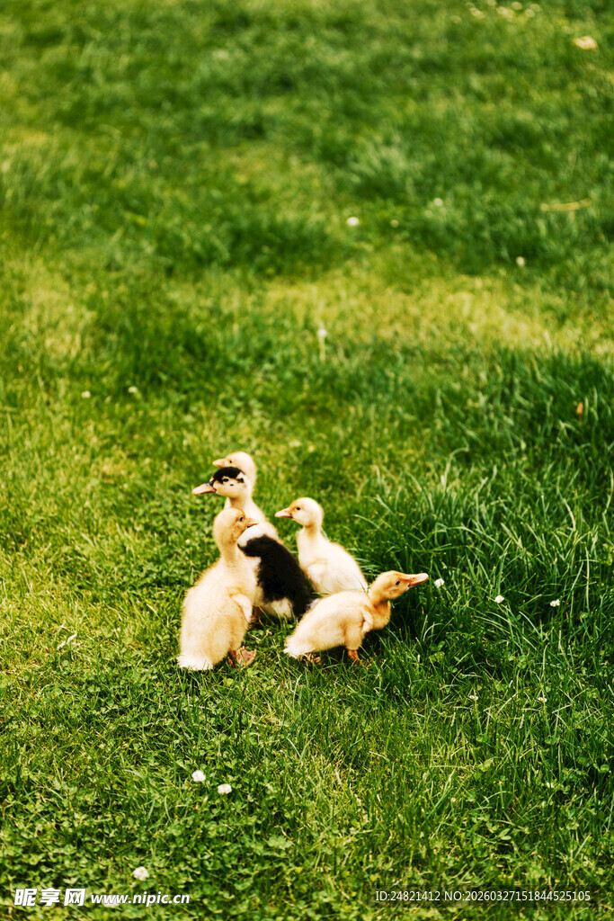 草地上玩耍的几只小狗