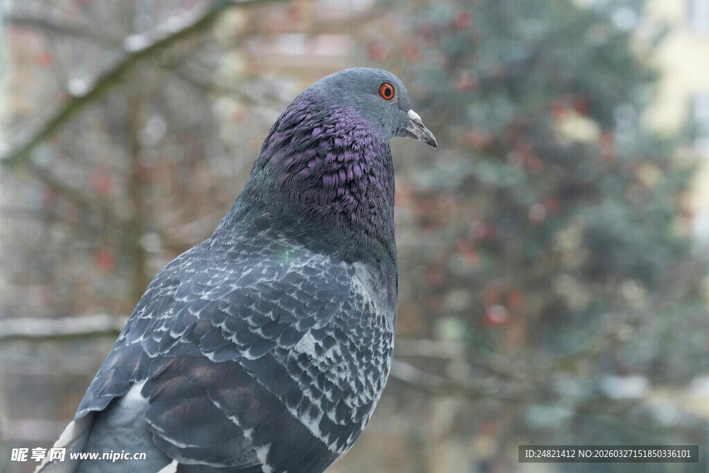 灰紫色鸽子特写
