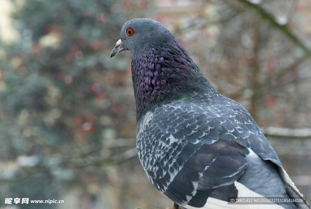 灰黑鸽子特写