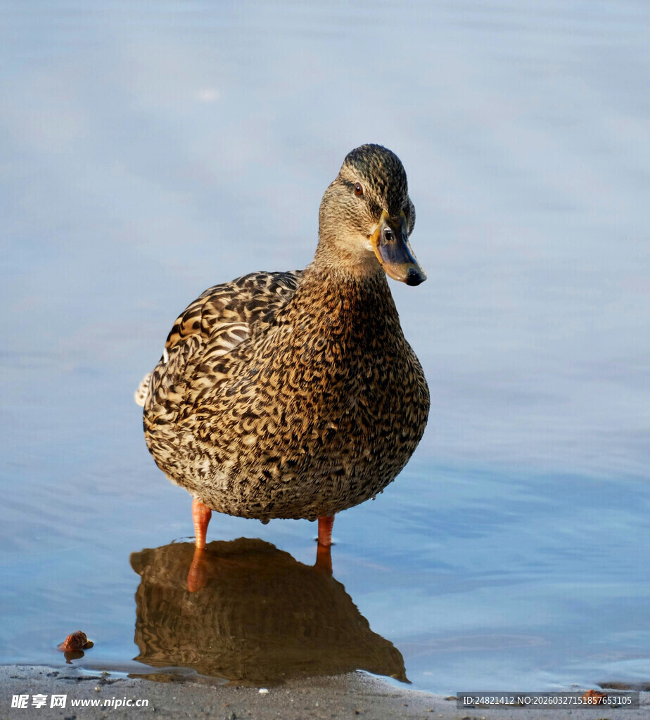 岸边独立的斑点花纹鸭子