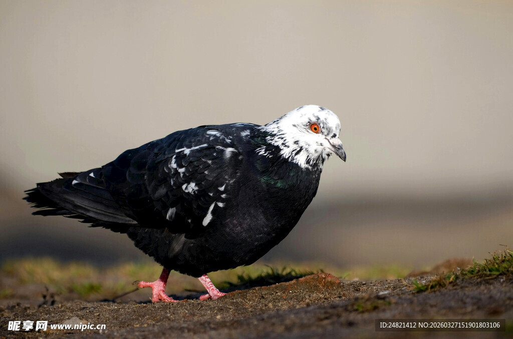 黑白花斑鸽子特写