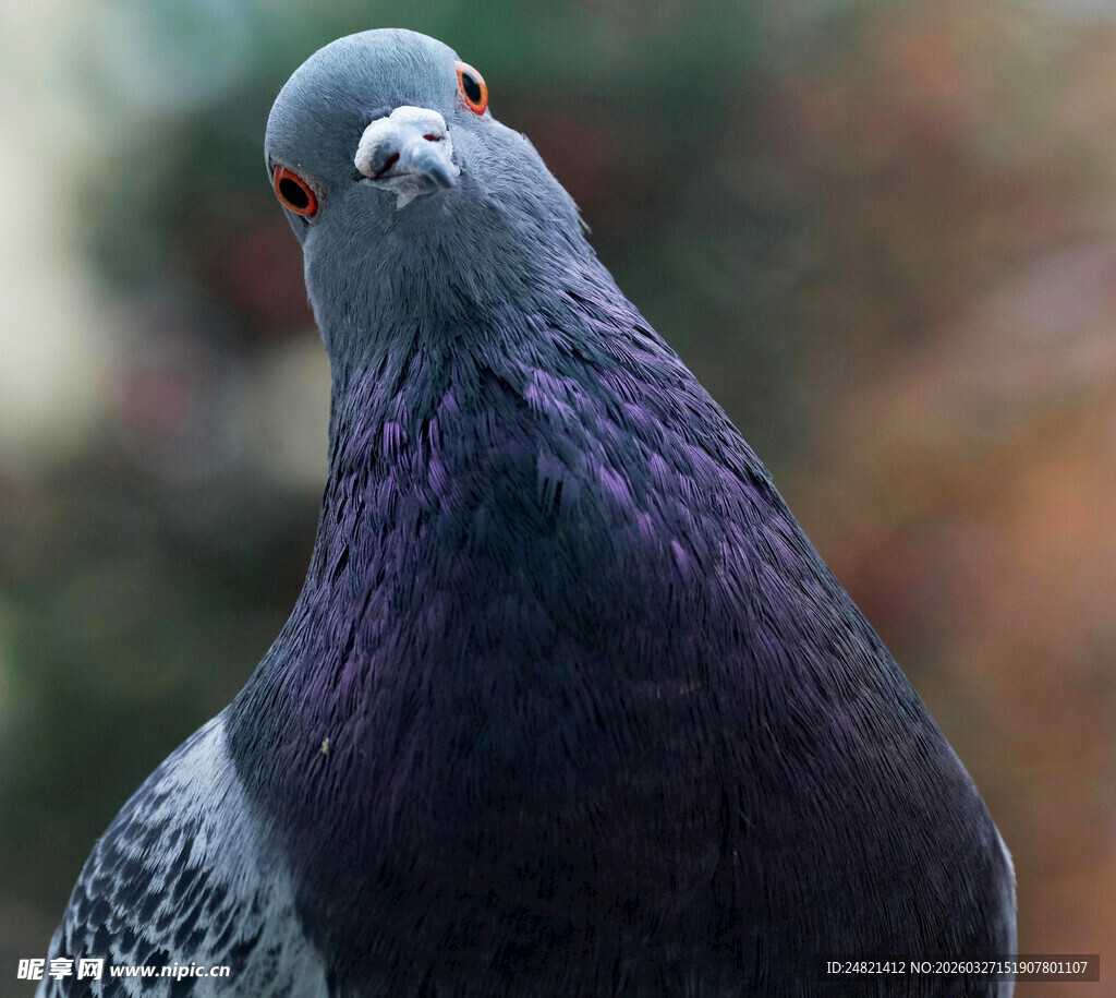凝视的灰紫色鸽子
