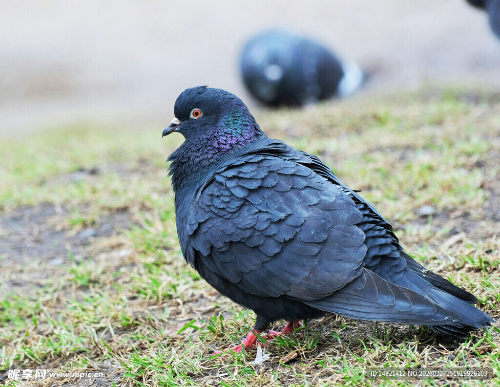 草地上的黑鸽子
