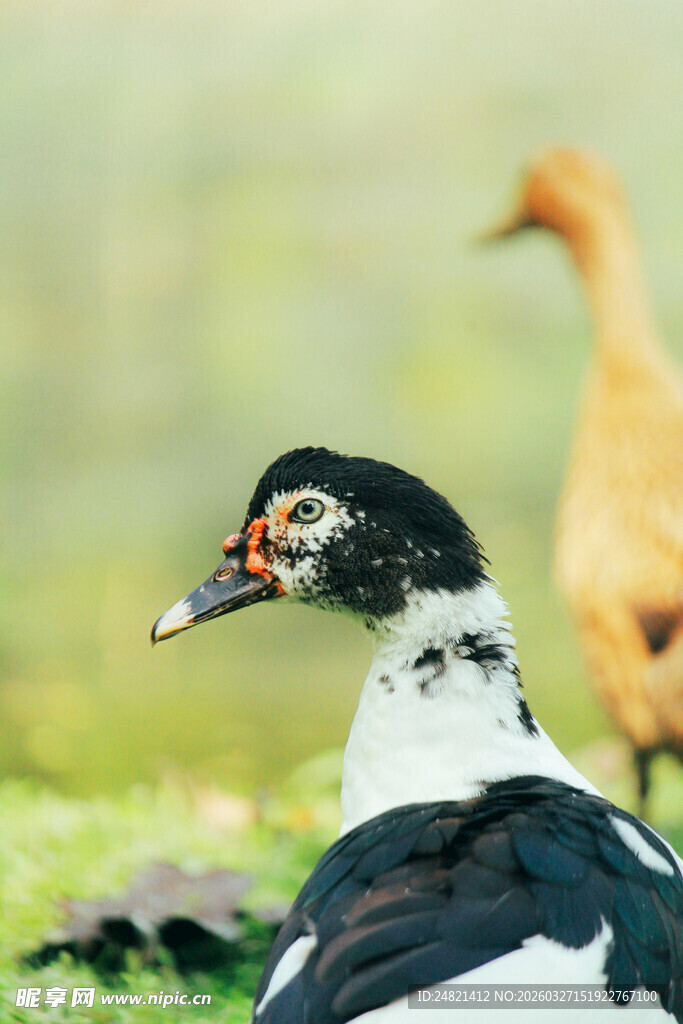 黑白鸭与黄鸭同框画面