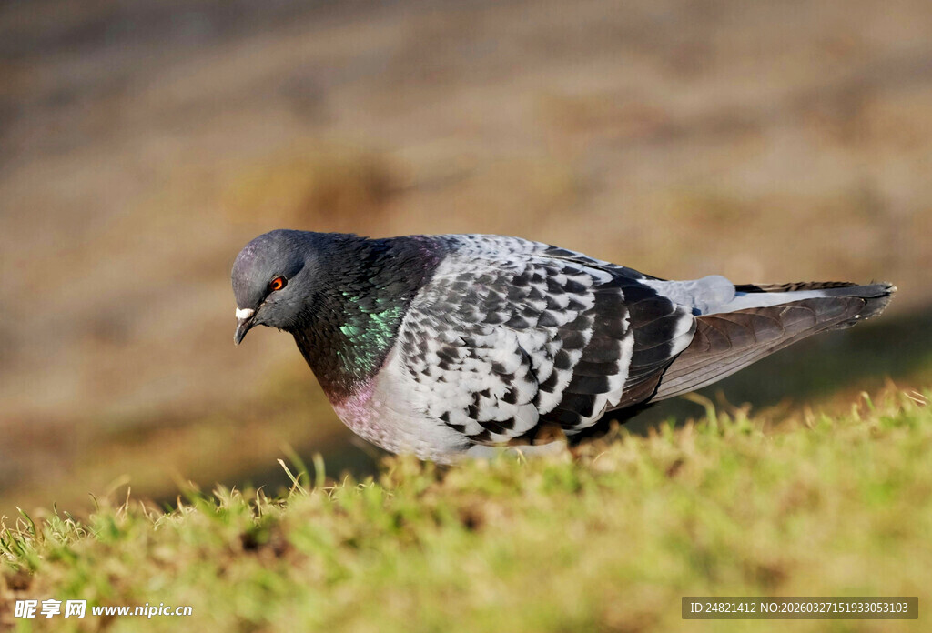 草地上的鸽子