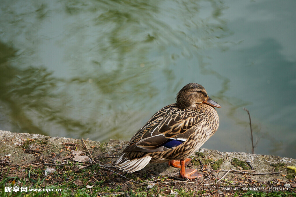 岸边休憩的野鸭