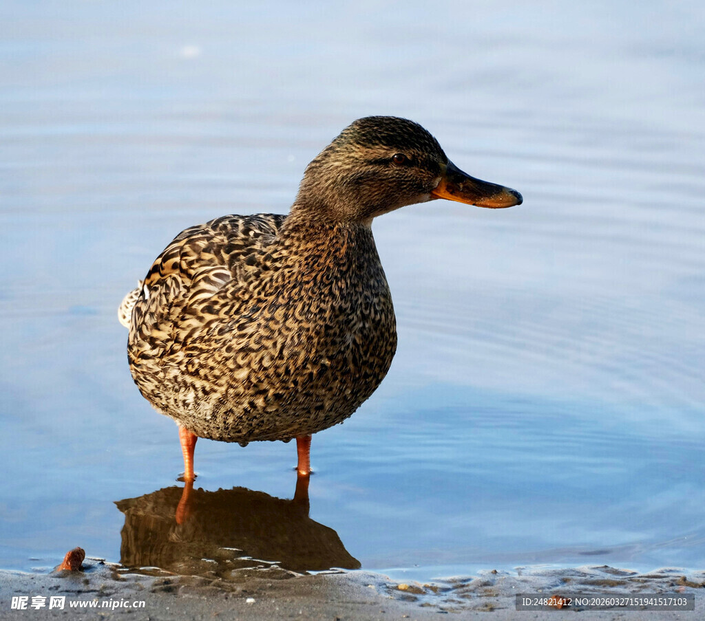 岸边站立的斑点野鸭