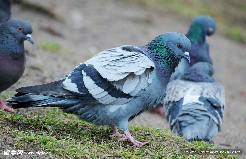 地面上的一群鸽子