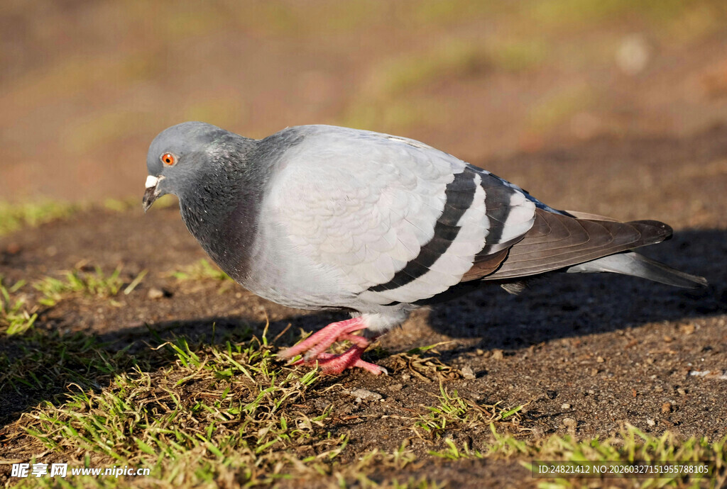 灰黑条纹鸽于草地漫步