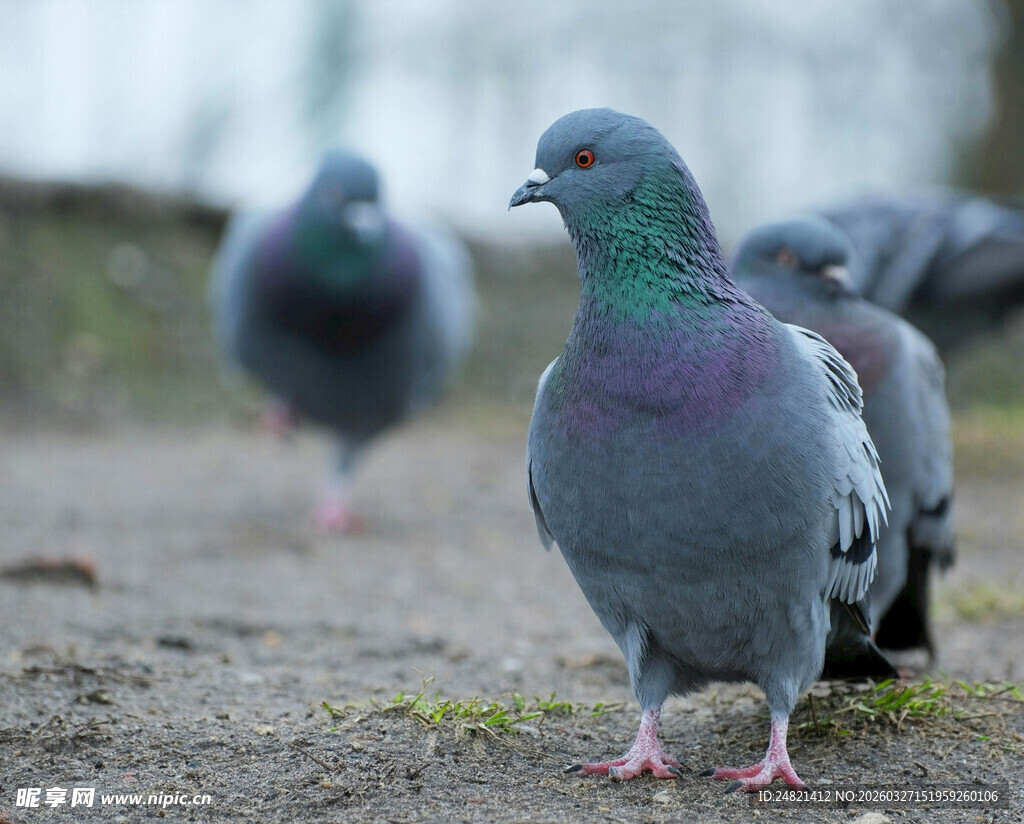 户外漫步的一群鸽子