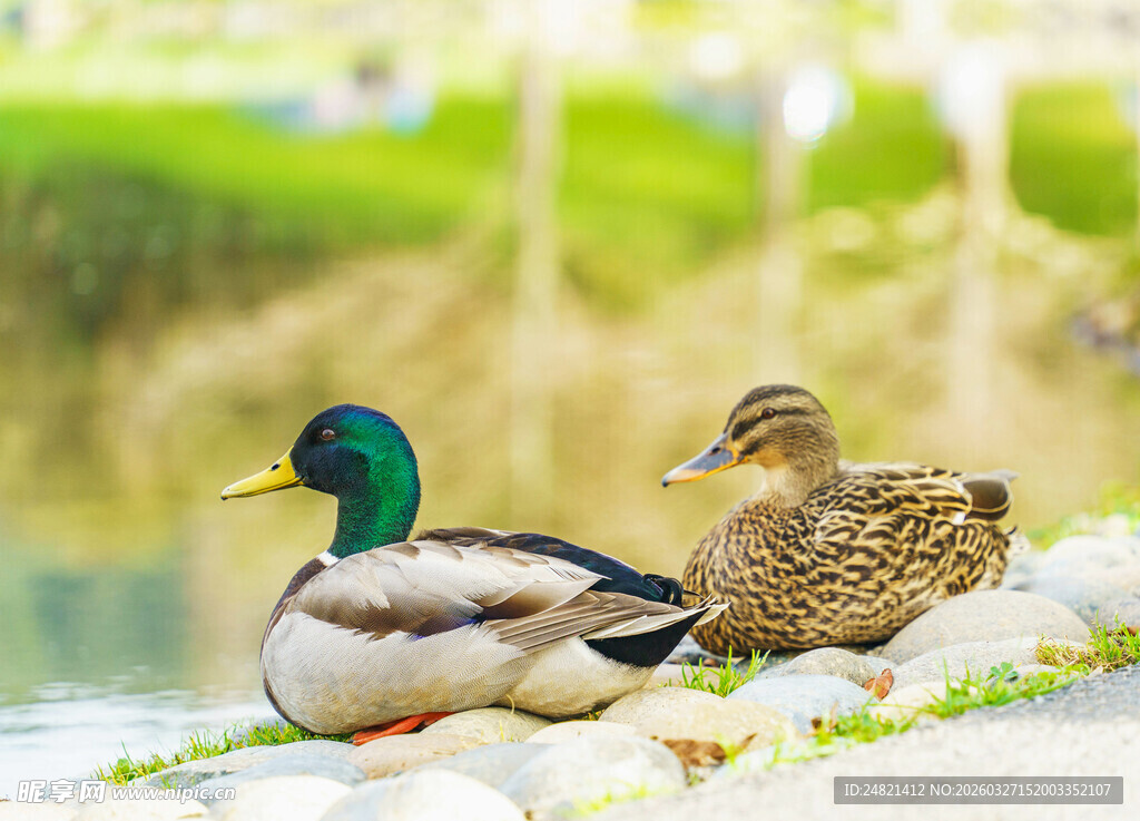 岸边休憩的两只鸭子