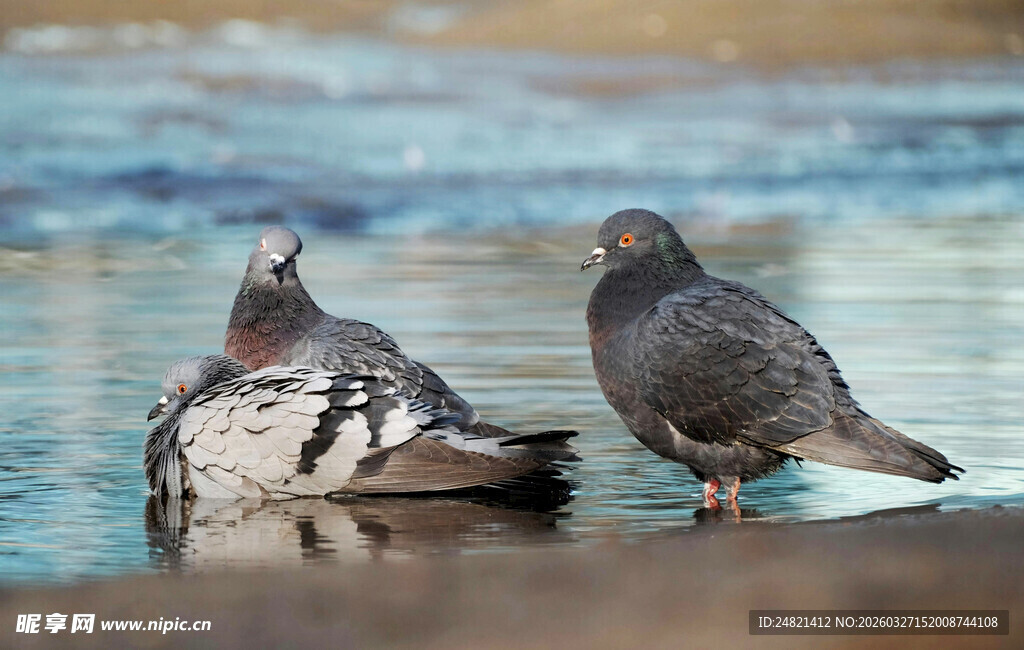 水边休憩的两只鸽子