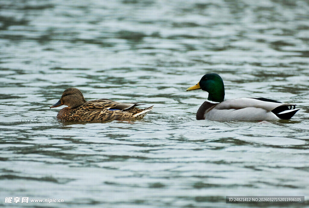水面上的两只鸭子